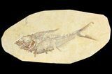 Fossil Fish (Diplomystus) - Green River Formation #136776-1